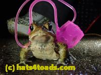 /home//u458753944/public_html/sourcegallery//Roxborough Toad Detour/2021/2021-03-31/P3310135.JPG